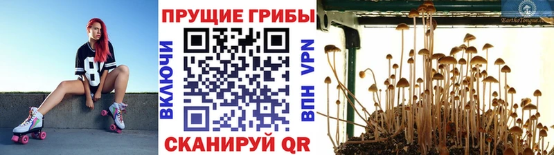 где можно купить   Киров  Галлюциногенные грибы мухоморы 